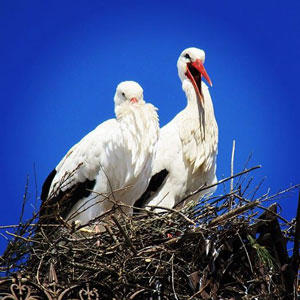 Storks in Alcala