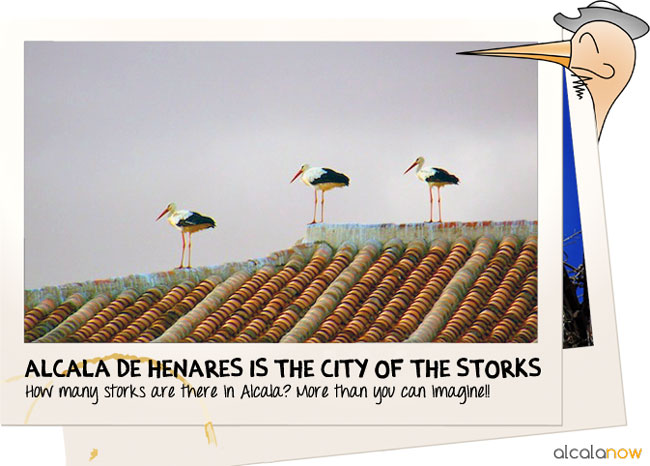 Alcala is the city of the storks!! Storks in Alcala de Henares.